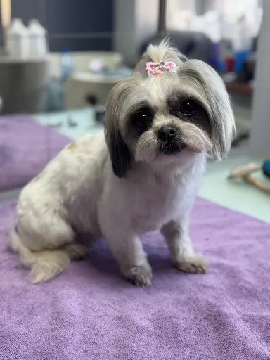 PSIA PASJA Centrum Pielęgnacji Psów i Kotów, Hotel dla kotów